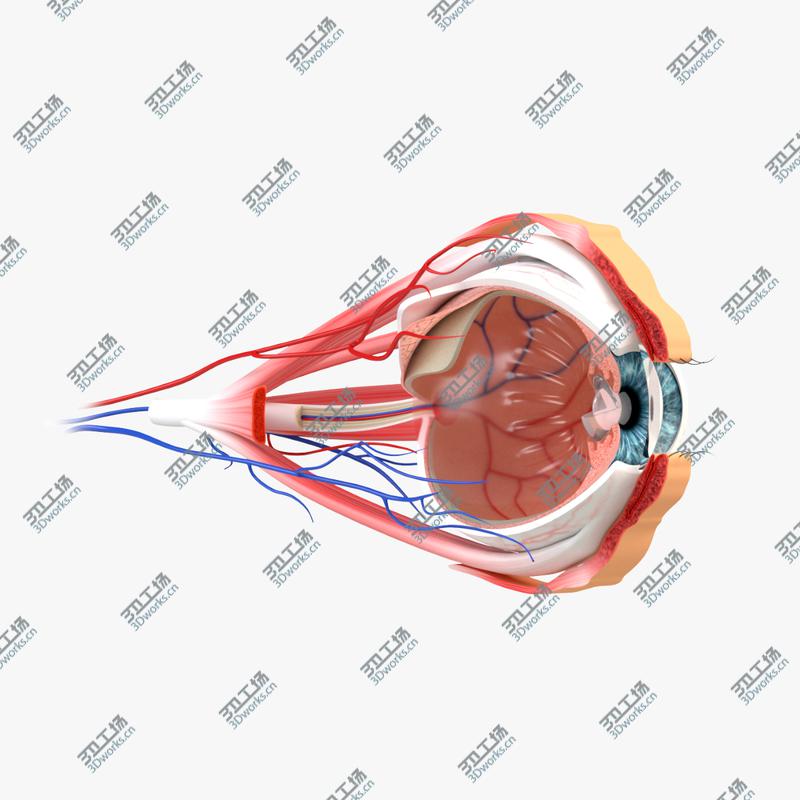 images/goods_img/2021040161/Eye Anatomy Section model/1.jpg